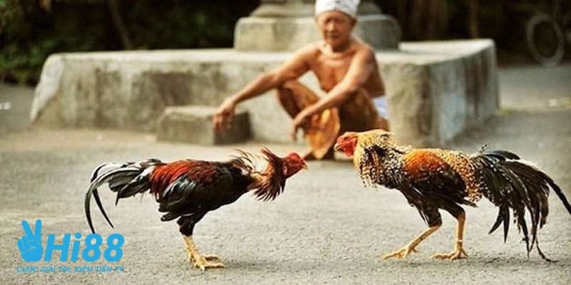 Bật Mí Cách Chọn Gà Đá Hay Theo Kinh Nghiệm Từ Chuyên Gia