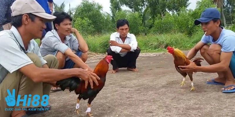 Cách Thả Gà Đá Cựa Sắt - Hướng Dẫn Chi Tiết Cho Các Sư Kê