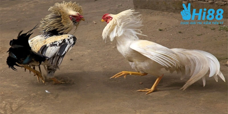 Bật Mí Cách Nuôi Gà Đá Tới Pin Hiệu Quả Từ Sư Kê Lão Làng