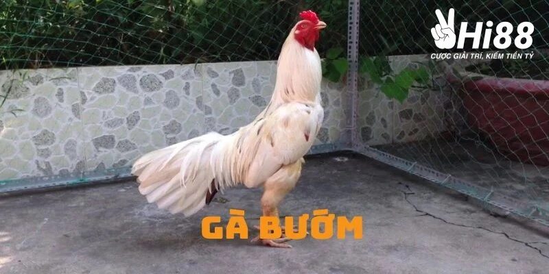 Gà Bướm - Biểu Tượng Của Vẻ Đẹp Và Sức Mạnh Kiên Cường