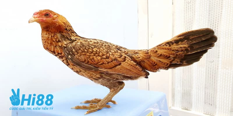 Gà Vảy Rồng - Tìm Hiểu Giống Gà Đá Chất Lượng Được Săn Đón Giới thiệu về nguồn gốc của gà vảy rồng