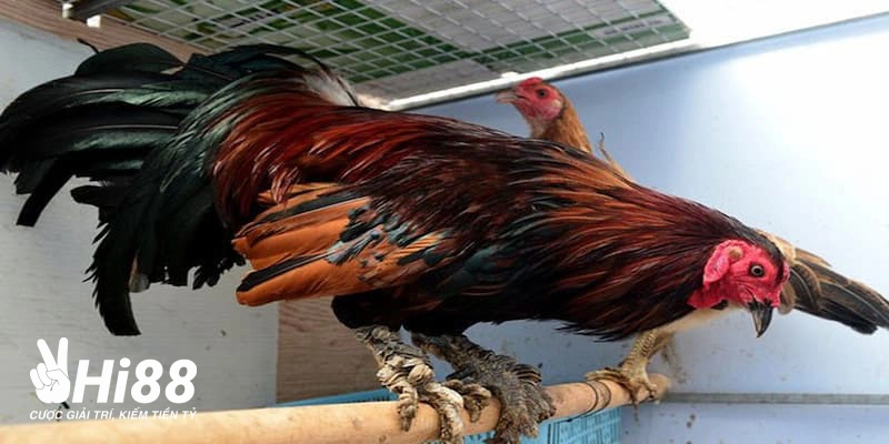 Gà Vảy Rồng - Tìm Hiểu Giống Gà Đá Chất Lượng Được Săn Đón Giống gà chọi vảy rồng rất được ưa chuộng hiện nay