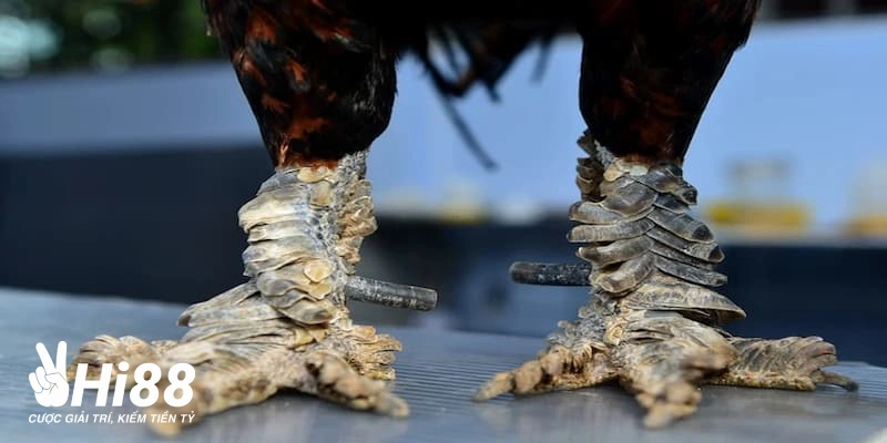 Gà Vảy Rồng - Tìm Hiểu Giống Gà Đá Chất Lượng Được Săn Đón
