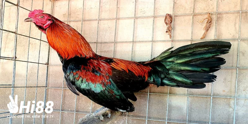 Gà Vảy Rồng - Tìm Hiểu Giống Gà Đá Chất Lượng Được Săn Đón Thông tin cơ bản về giá mua gà chọi vảy rồng