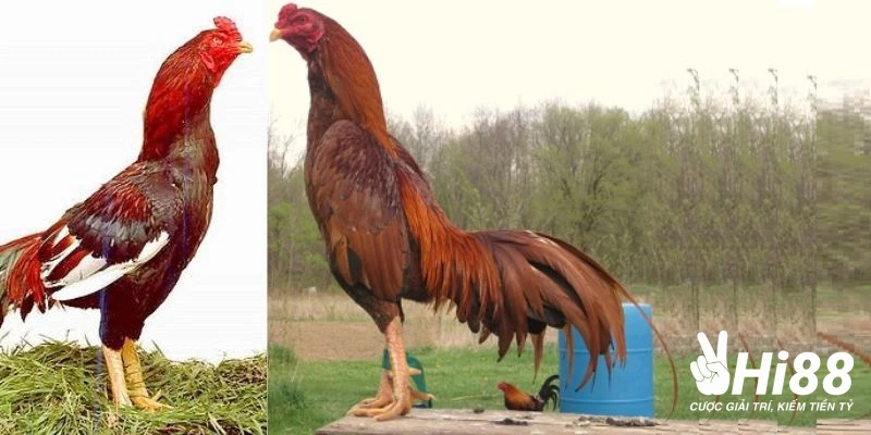 Giống Gà Chọi - Tổng Hợp Chiến Kê Đá Giỏi, Linh Hoạt Giống gà đá Asil có dáng vóc khỏe khoắn, lực điền như gà Nòi Việt Nam