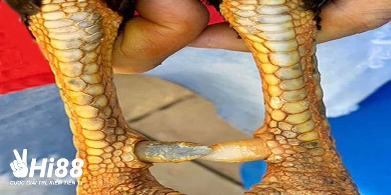 Vảy Đại Giáp - Vảy Gà Quý Hiếm Giúp Nhận Diện Thần Kê
