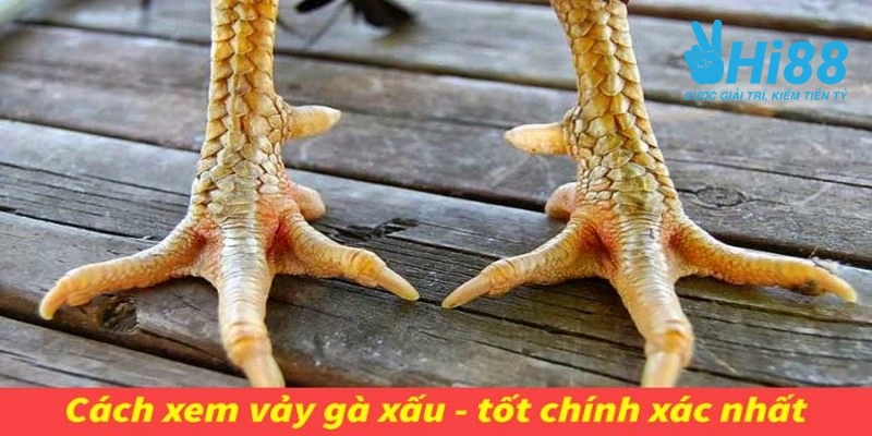 Vảy Gà Tài Là Gì? Kinh Nghiệm Chọn Đúng Thần Kê Đỉnh Cao