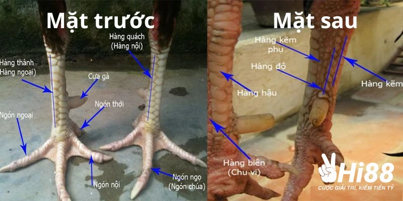 Vảy Kích Giáp - Biểu Tượng Sức Mạnh Quyền Lực Của Gà Chiến Đặc điểm nhận dạng của vảy gà kich giap