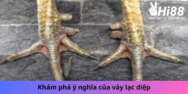 Vảy Lạc Diệp - Những Bí Ẩn Của Chiến Kê Lạc Diệp Bạn Chưa Biết
