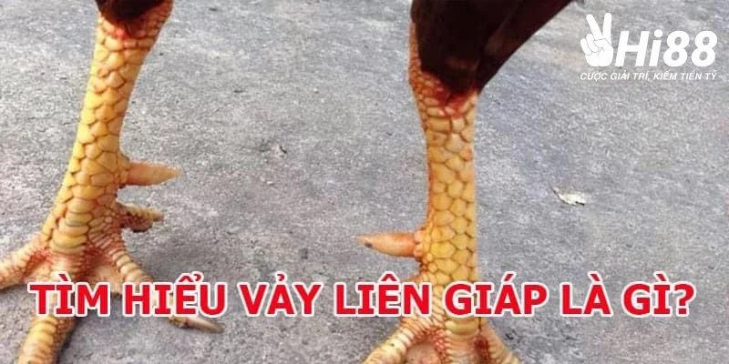 Chiến Kê Vảy Liên Giáp Đá Có Hay Không? - Bí Mật Được Bật Mí Cách nhận biết vảy liên giáp