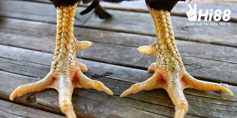 Chiến Kê Vảy Liên Giáp Đá Có Hay Không? - Bí Mật Được Bật Mí Lợi thế của một chiến kê sở hữu vảy gà liên giáp