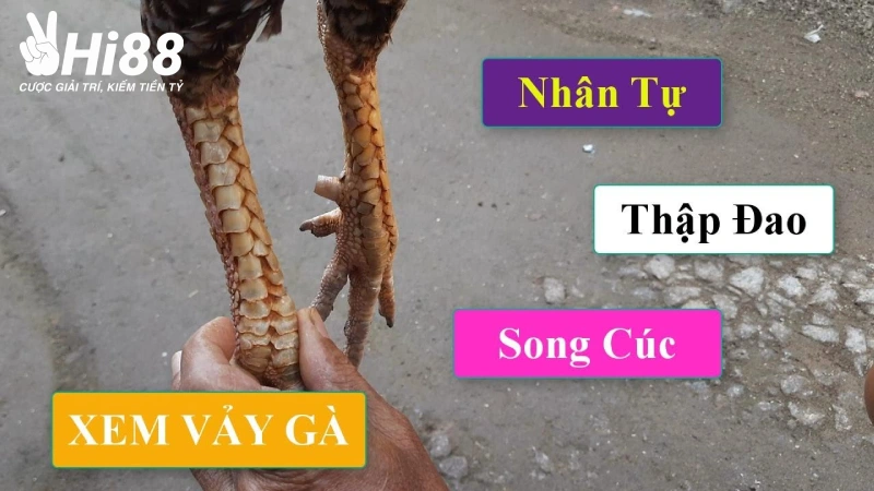 Vảy Song Cúc - Thông Tin Và Cách Nhận Biết Dễ Dàng Tại Hi88 Đặc điểm đặc biệt của vảy gà song cúc