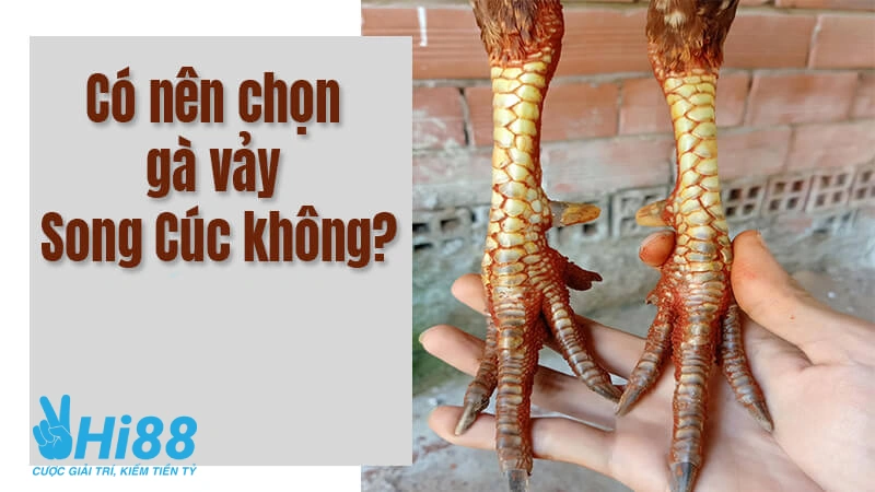 Vảy Song Cúc - Thông Tin Và Cách Nhận Biết Dễ Dàng Tại Hi88