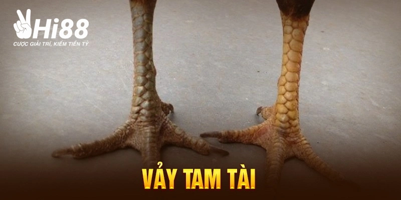 Vảy Tam Tài Tứ Quý Ở Gà Chọi - Kinh Nghiệm Chọn Chiến Kê Bao Chuẩn